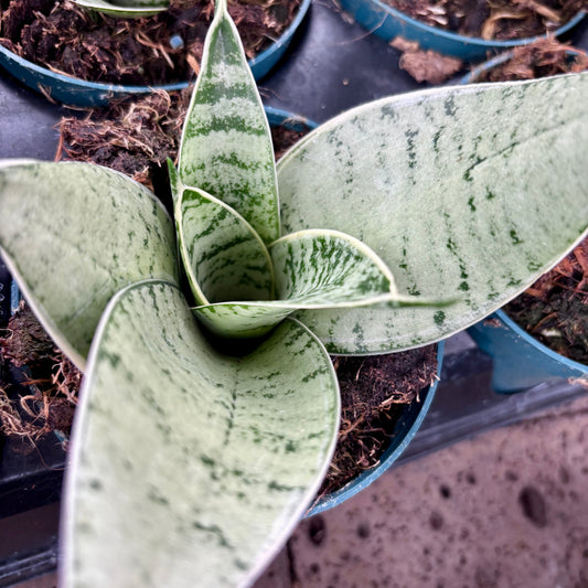 Sansevieria Marble