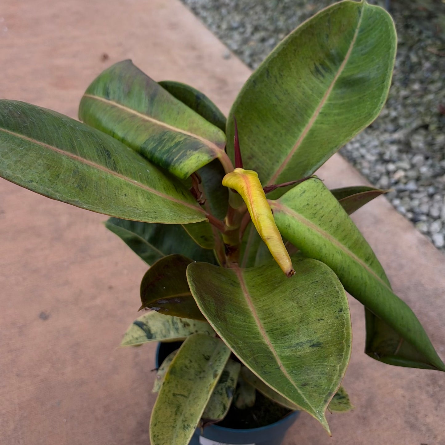 Ficus elastica (Rubber Tree)