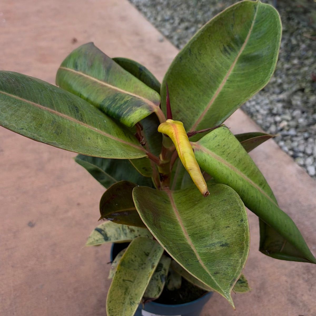 Ficus 'Marble'