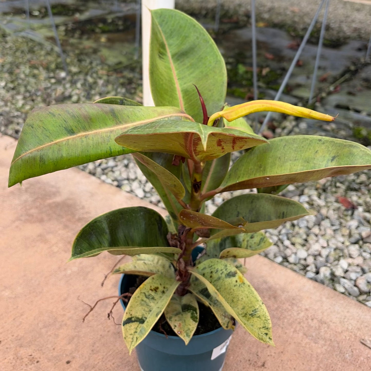 Ficus elastica (Rubber Tree)