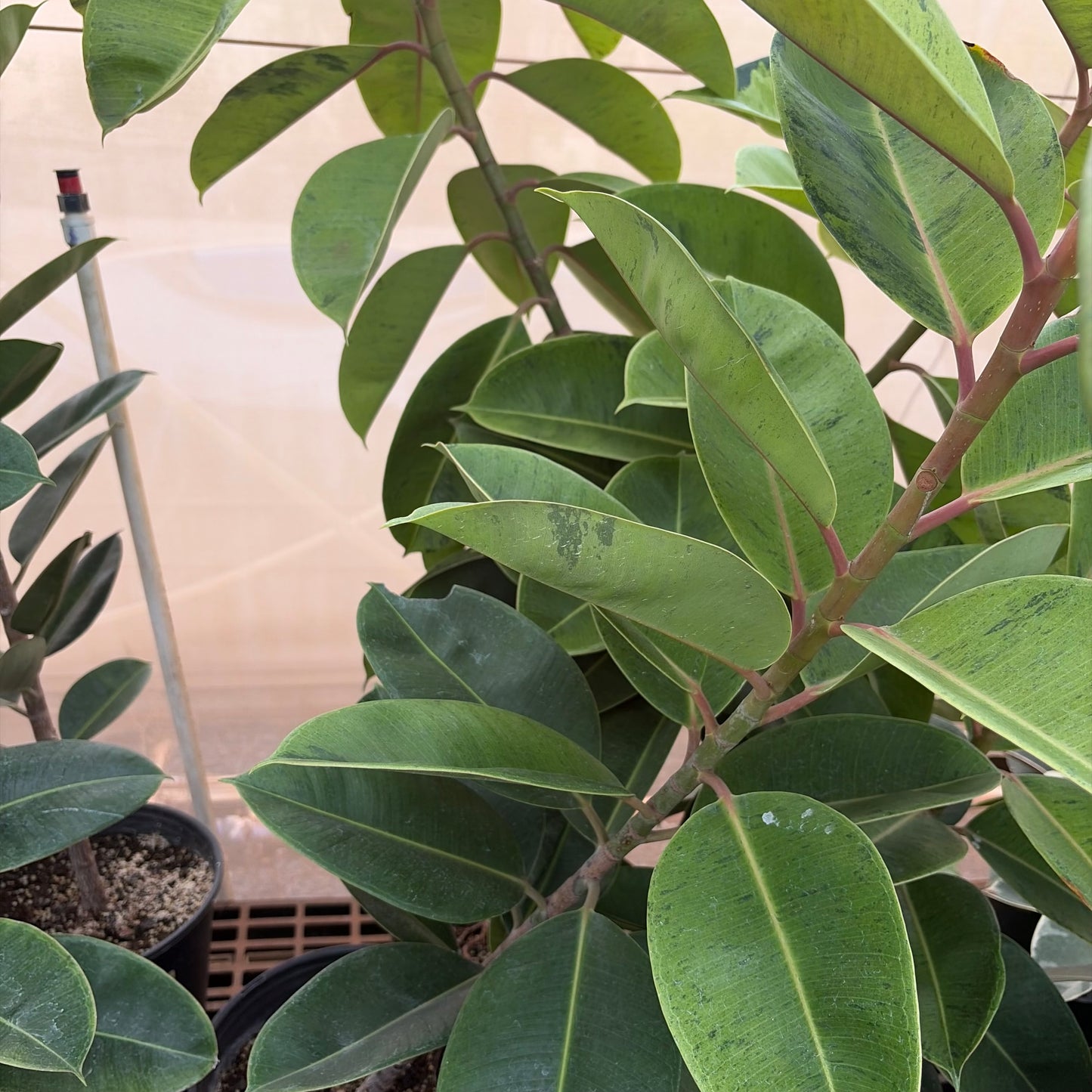 Ficus elastica (Rubber Tree)