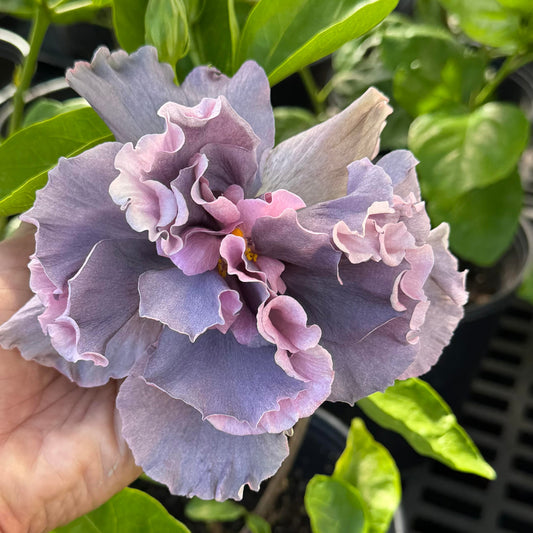 Hibiscus rosa sinensis 'Marianne Charlton' (Cajun)
