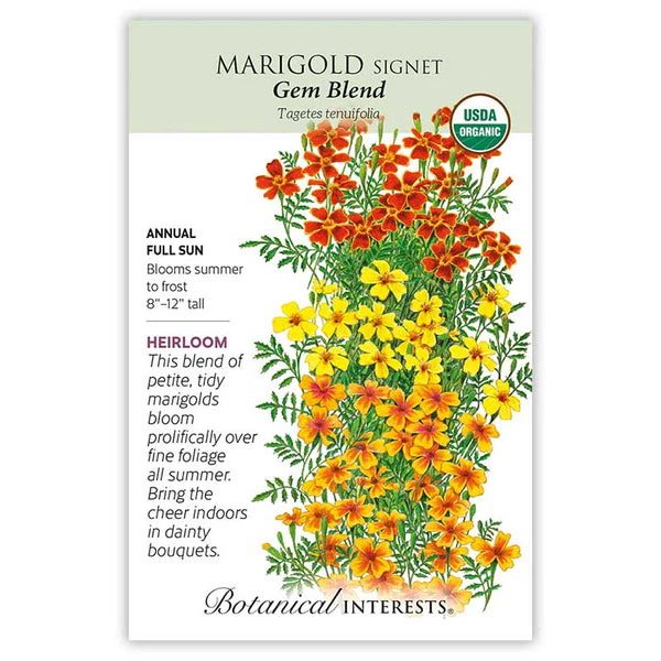 Marigold Signet, "Gem Blend"
