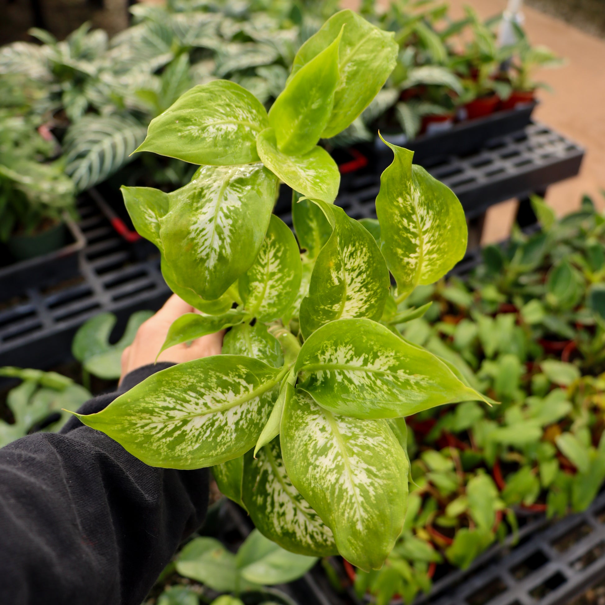 dieffenbachia exotica compacta Dieffenbachia, "Perfecta Compacta" – Mari's Gardens