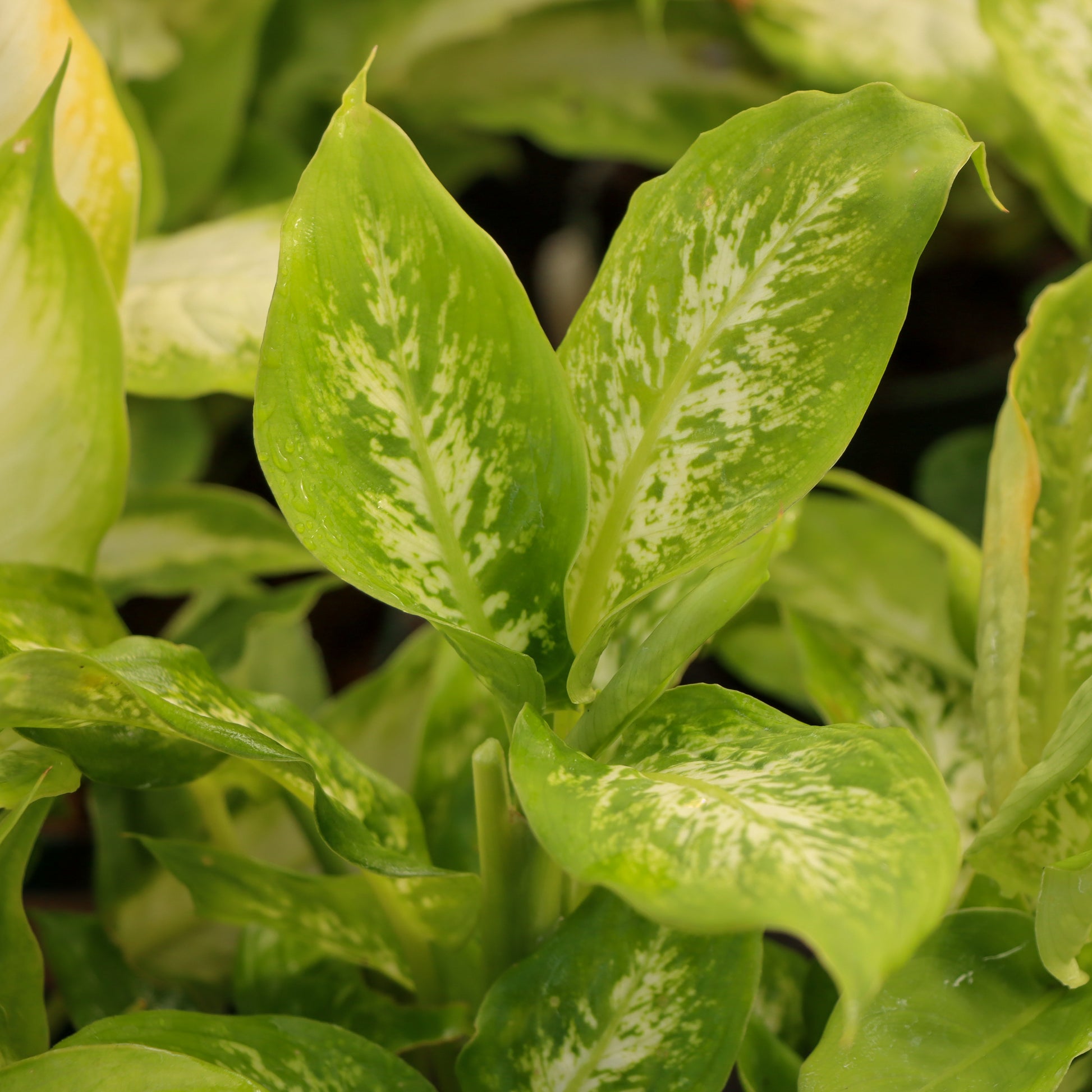 dieffenbachia perfecta compacta Dieffenbachia, "Perfecta Compacta"