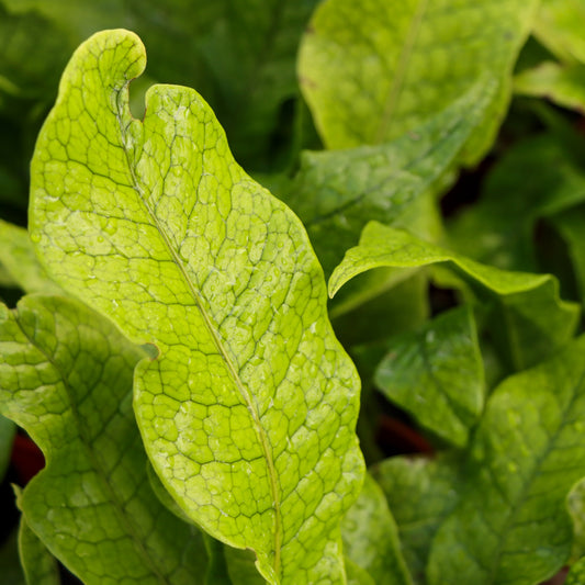 Microsorum musifolium 'Crocodyllus', "Crocodile Fern"