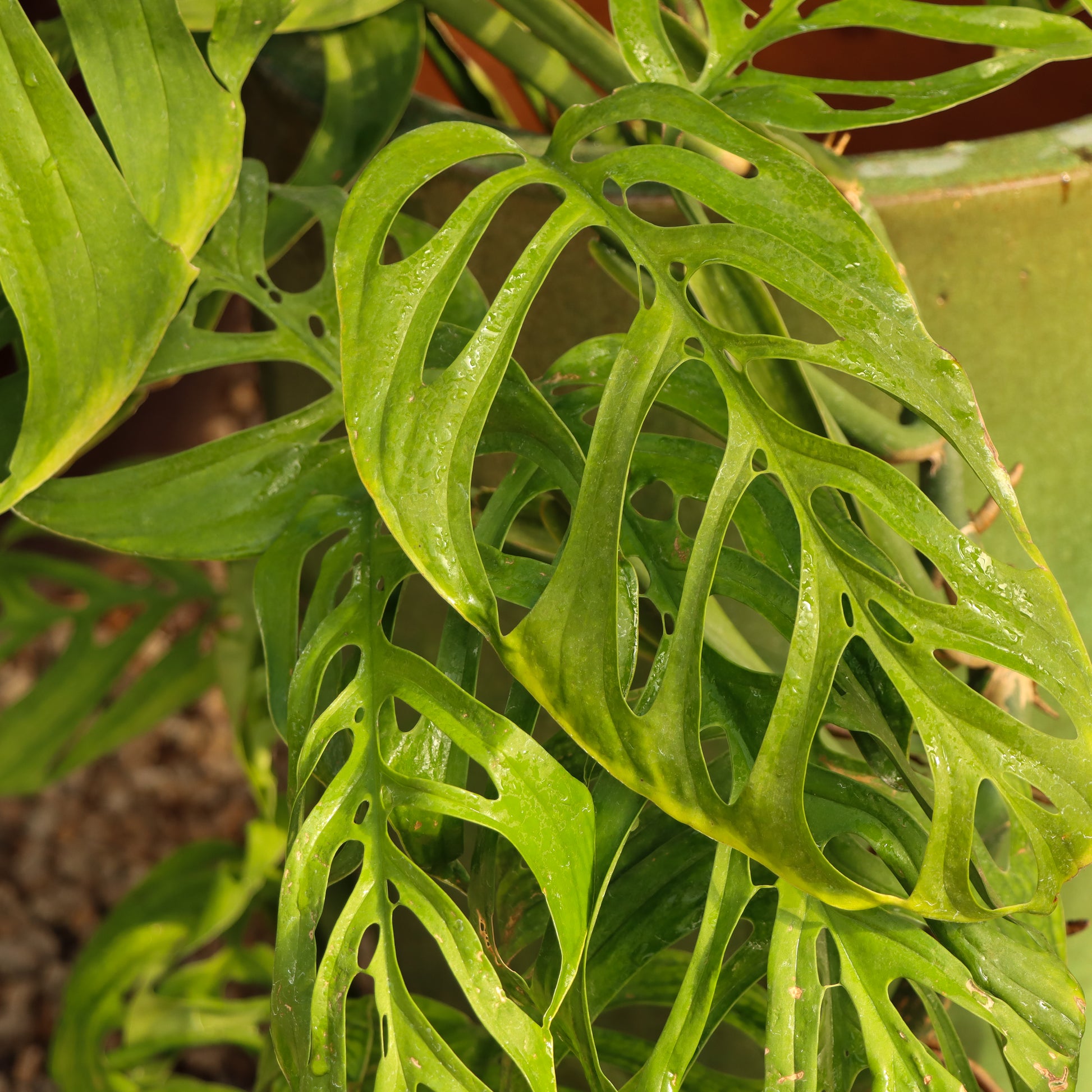 monstera esqueleto juvenile Monstera epipremnoides 'Esqueleto'