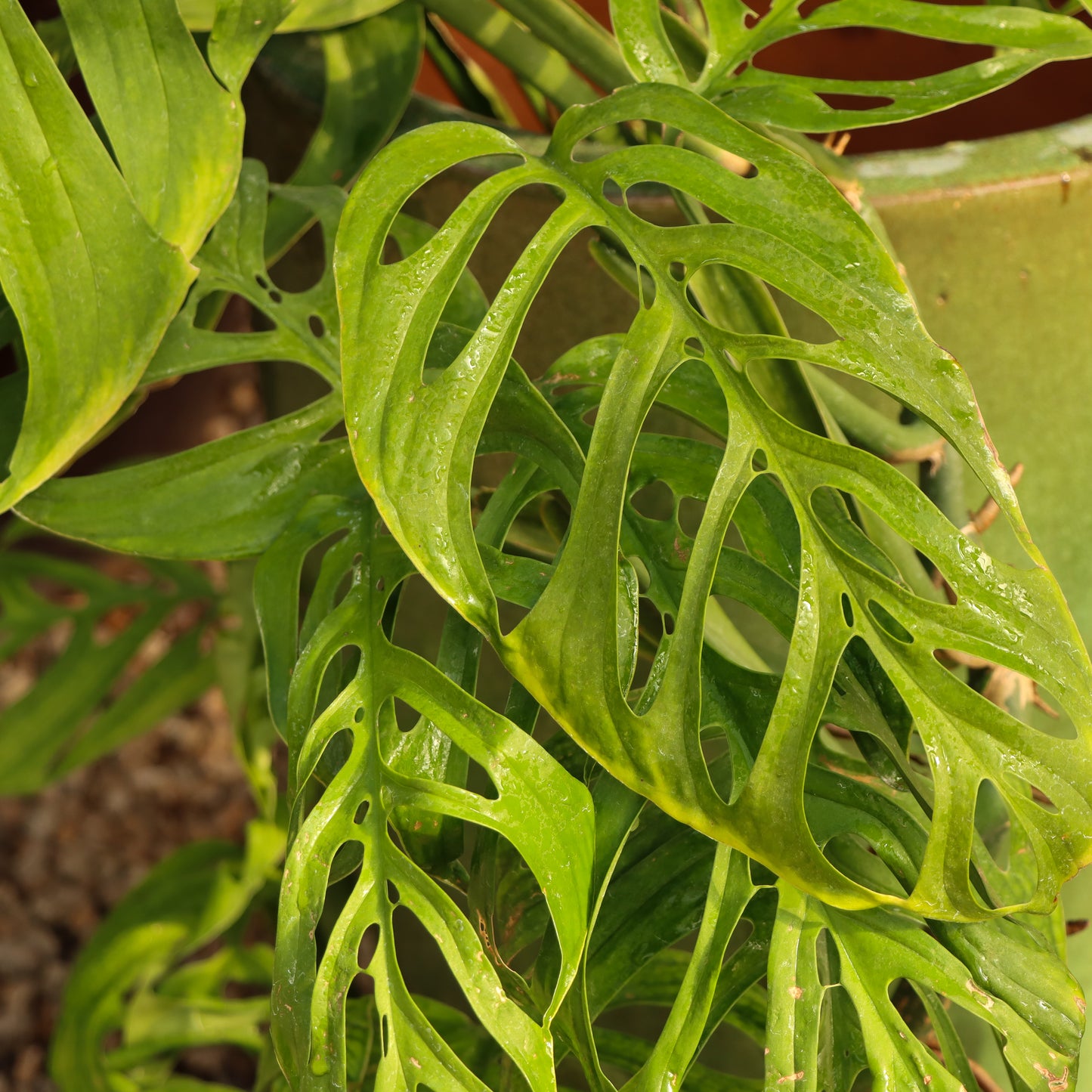 Monstera epipremnoides 'Esqueleto'