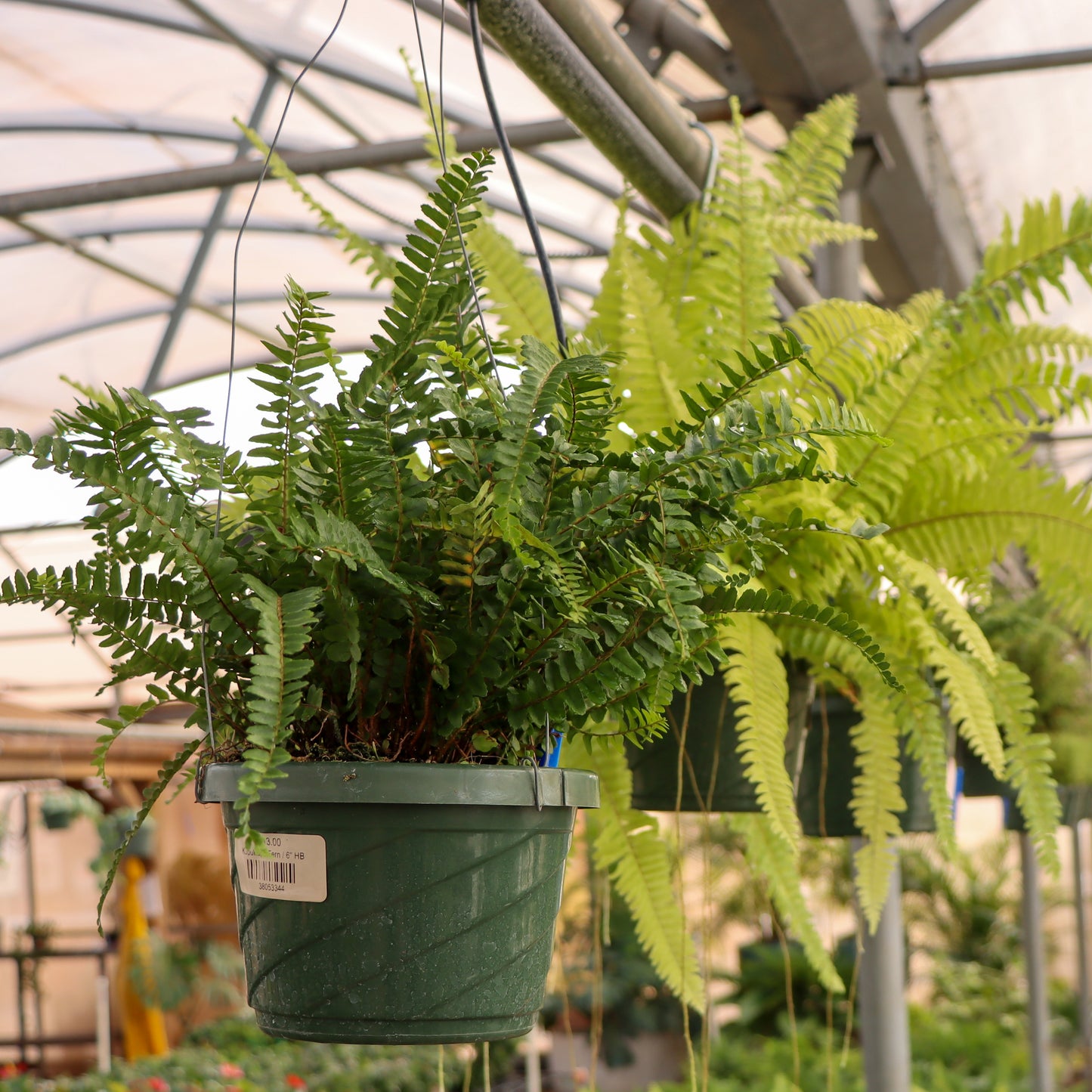 Nephrolepsis cordifolia, "Kupukupu Fern"