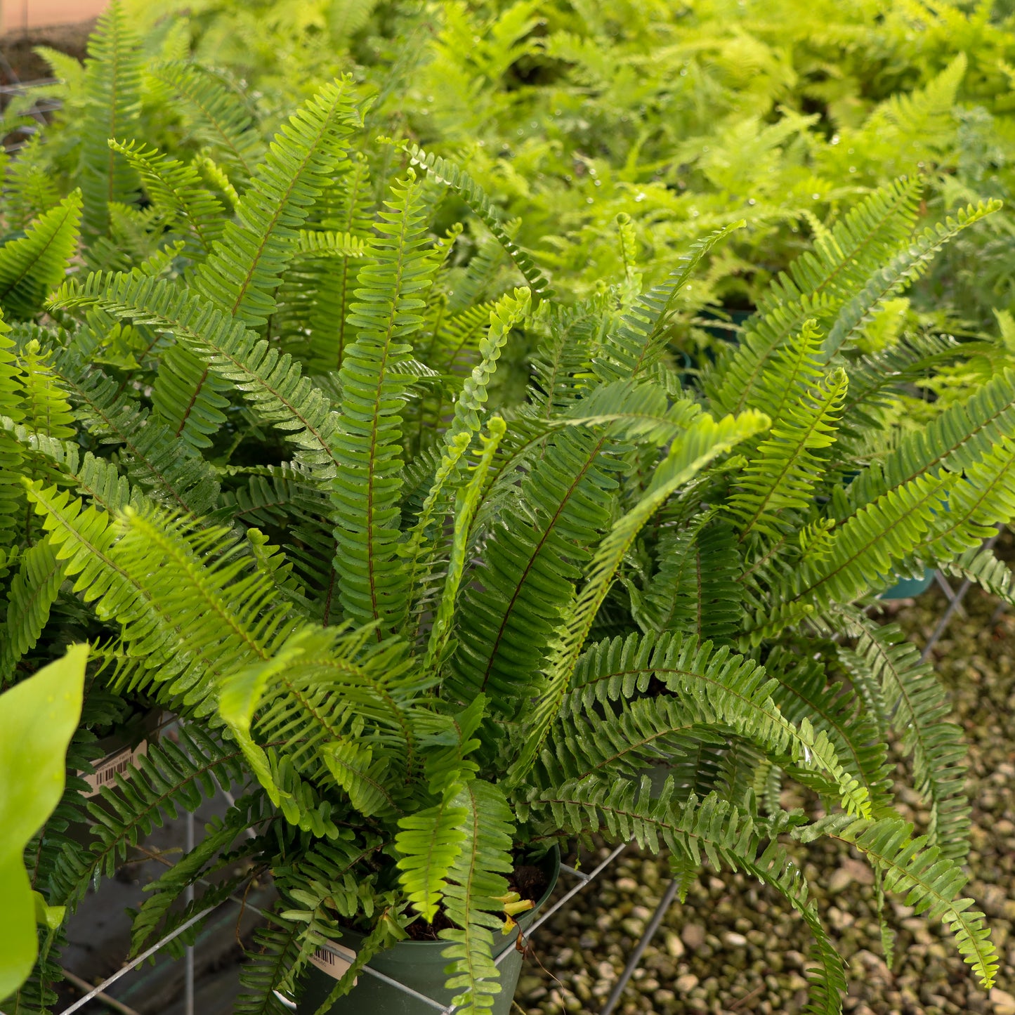 Nephrolepsis cordifolia, "Kupukupu Fern"