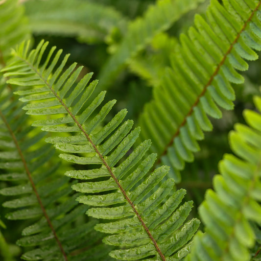 Nephrolepsis cordifolia, "Kupukupu Fern"