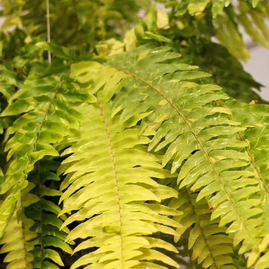 Nephrolepsis exaltata var., "Tiger Fern"