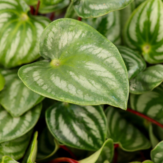 Peperomia argyreia 'Watermelon'