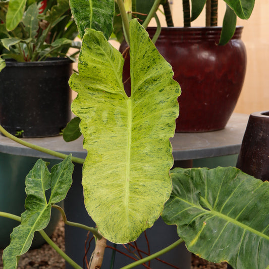 Philodendron 'Jose Buono'
