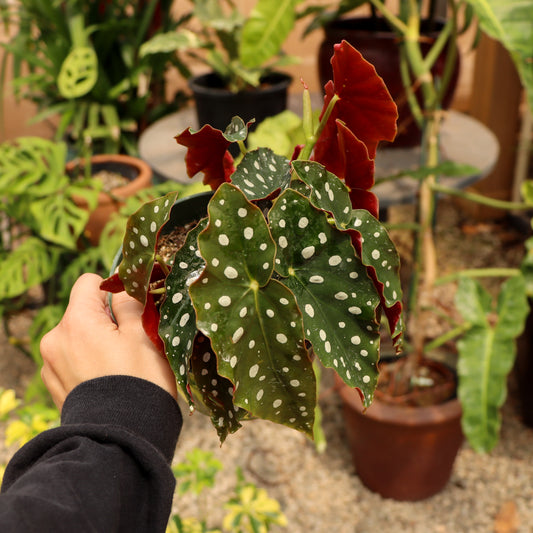 Begonia maculata