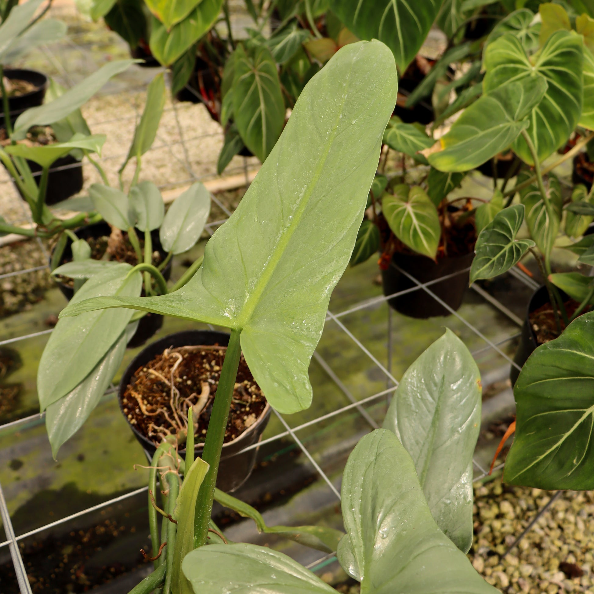 philodendron hastatum nombre comun Philodendron hastatum, "Silver Sword"