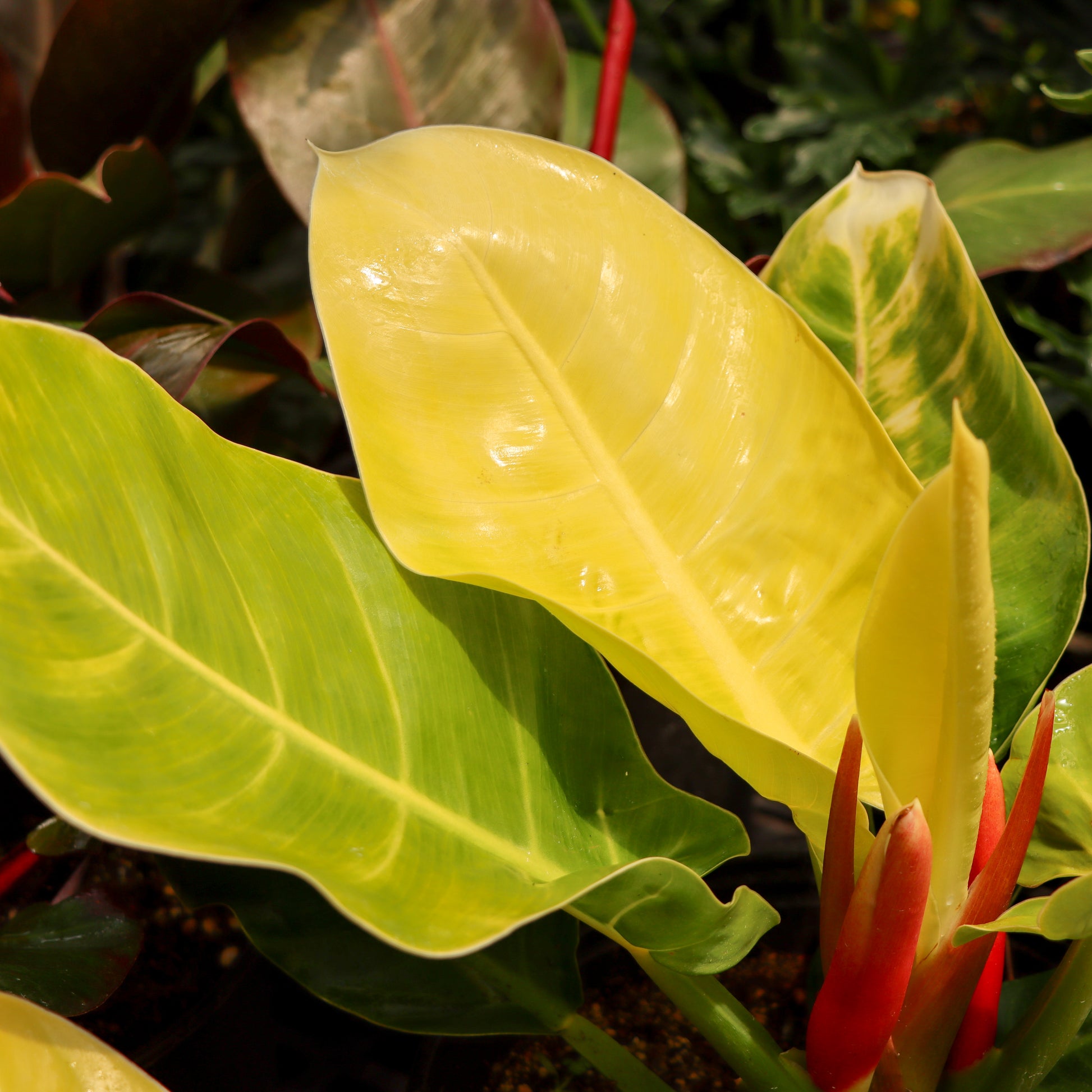 philodendron moon Philodendron hederaceum 'Moonlight'