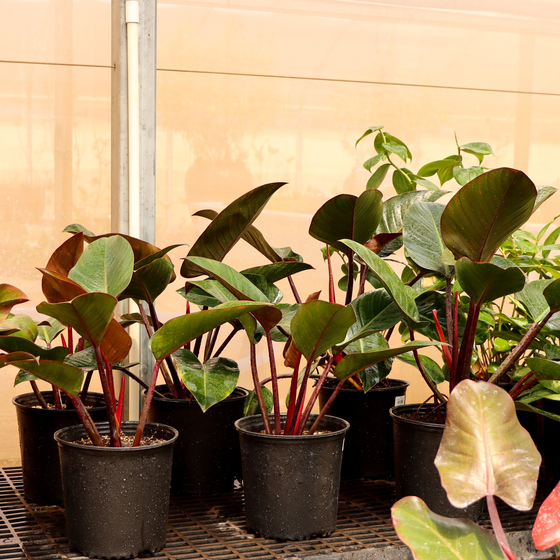 philodendron congo rojo for sale Philodendron 'Red Congo' W25 H40 cm