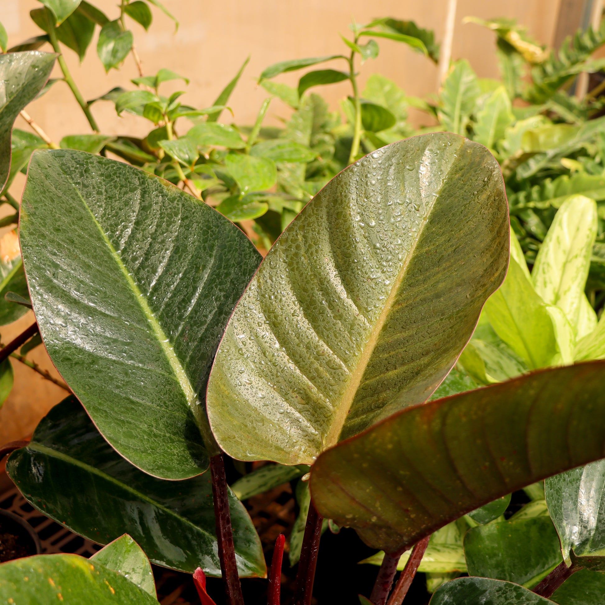 philodendron tatei 'congo rojo' Philodendron 'Red Congo' W25 H40 cm
