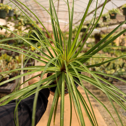 Ponytail Palm (AV)