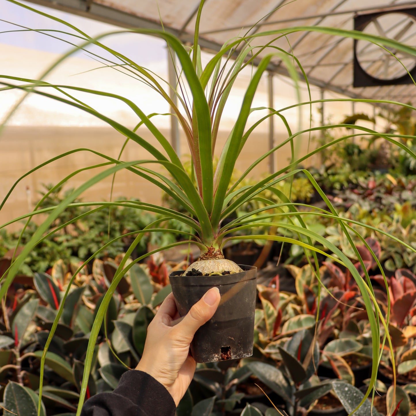 Ponytail Palm