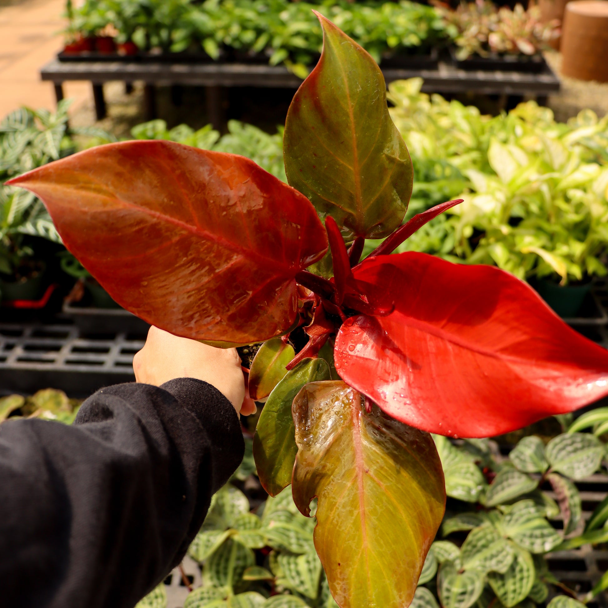 philodendron erubescens prince of orange Philodendron ‘Prince of Orange’-4”