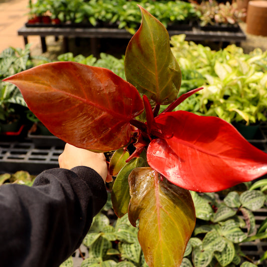 Philodendron erubescens 'Prince of Orange'