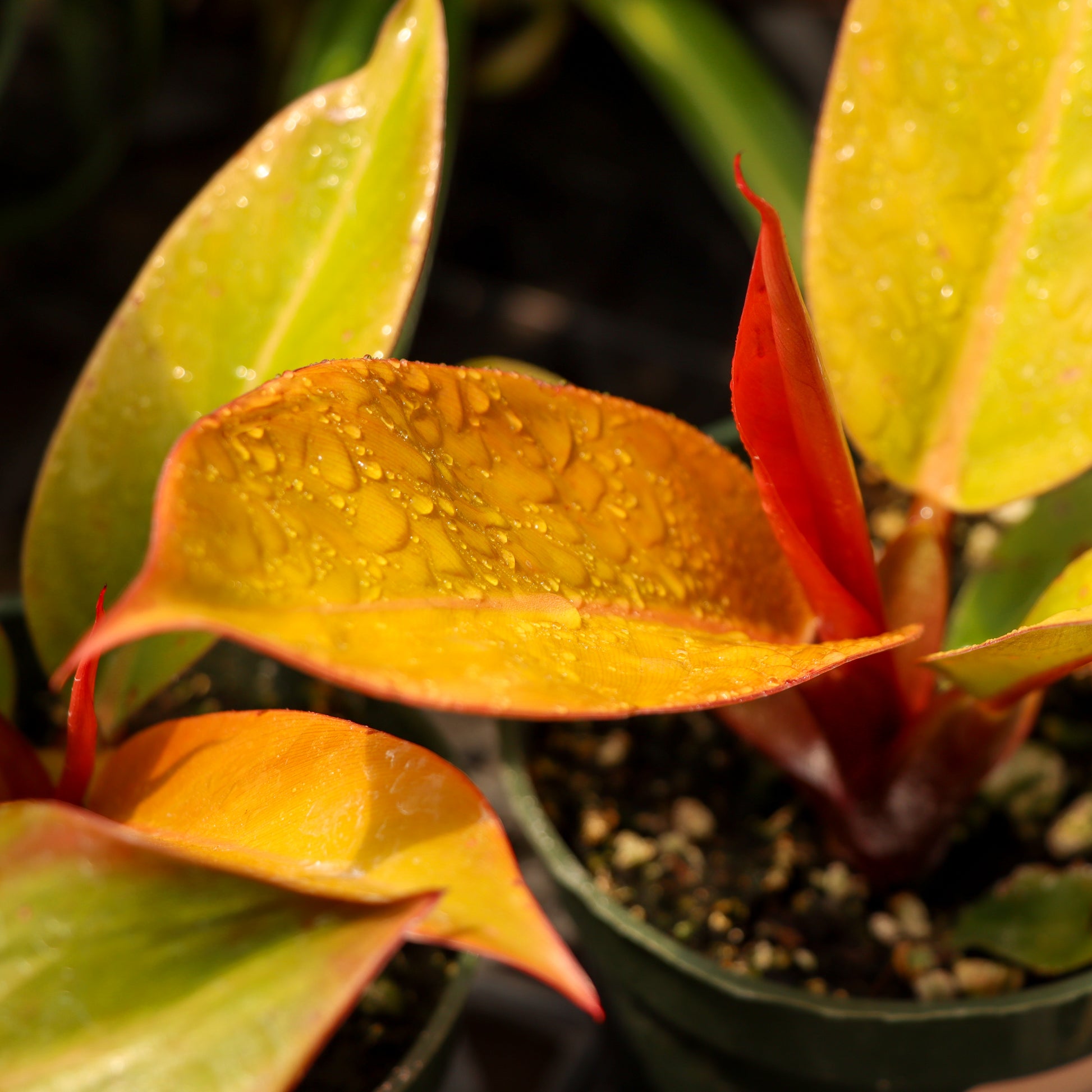 philodendron erubescens prince of orange Philodendron ‘Prince of Orange’-4”