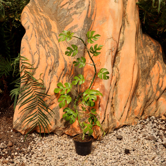 Rhaphidophora Tetrasperma, "Ginny"