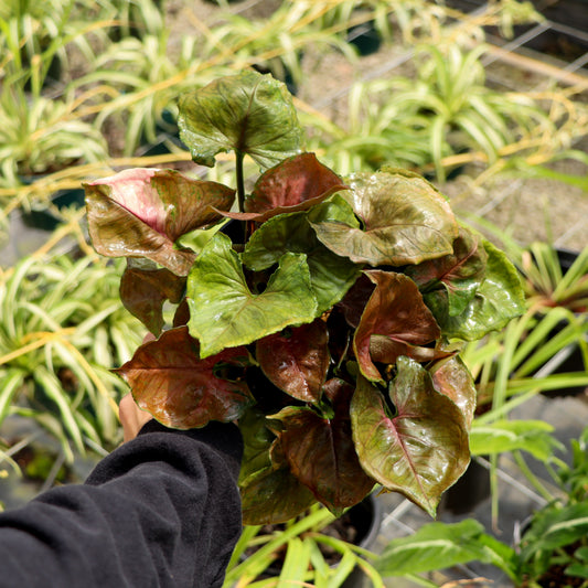 Syngonium, "Strawberry Ice"