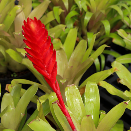 Vriesea, "Robin"