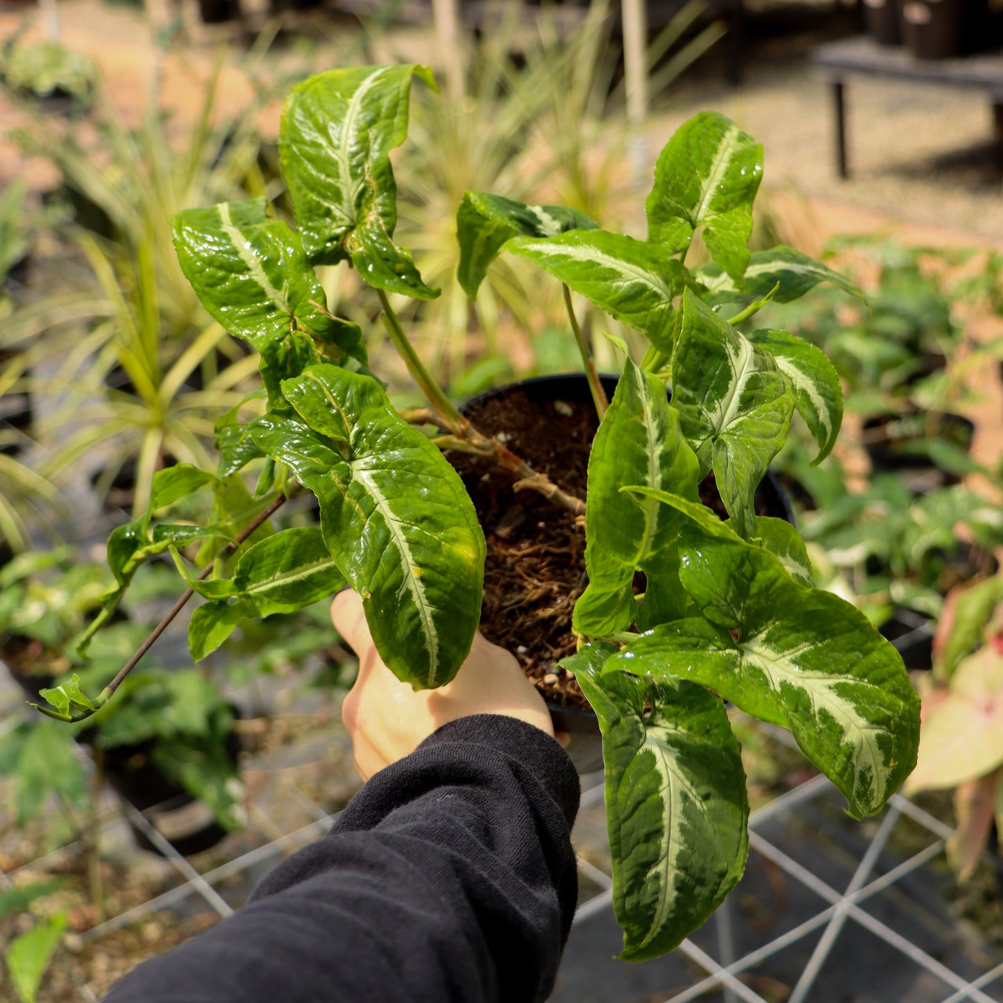 Syngonium Wendlandii 'Silver Goose'