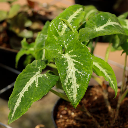 Syngonium Wendlandii 'Silver Goose'