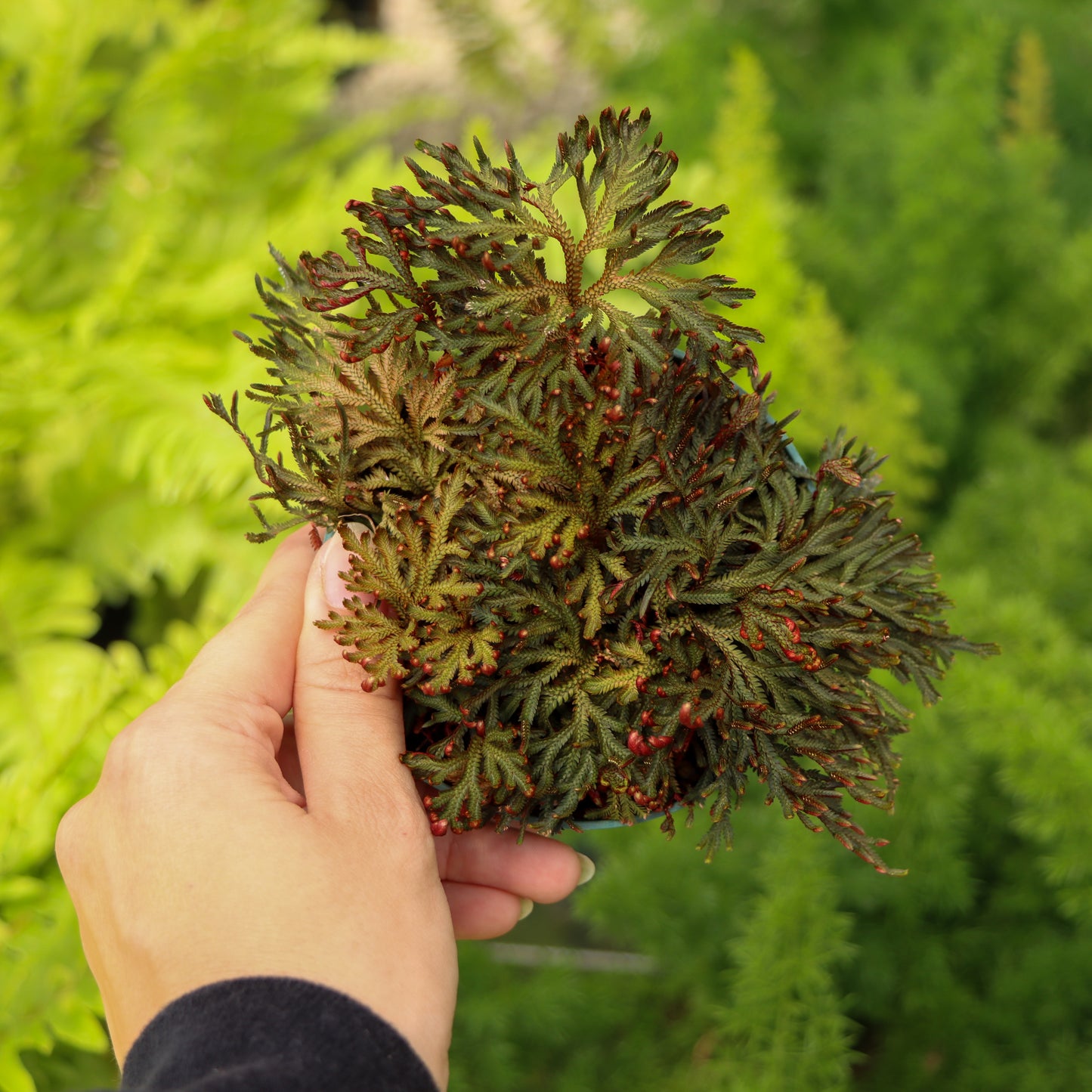 Selaginella erythropus, "Ruby Red Spike Moss"