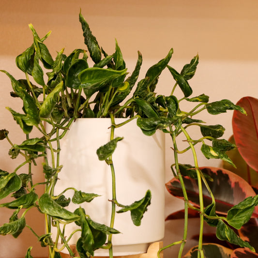 Epipremnum aureum, "Shangri La"