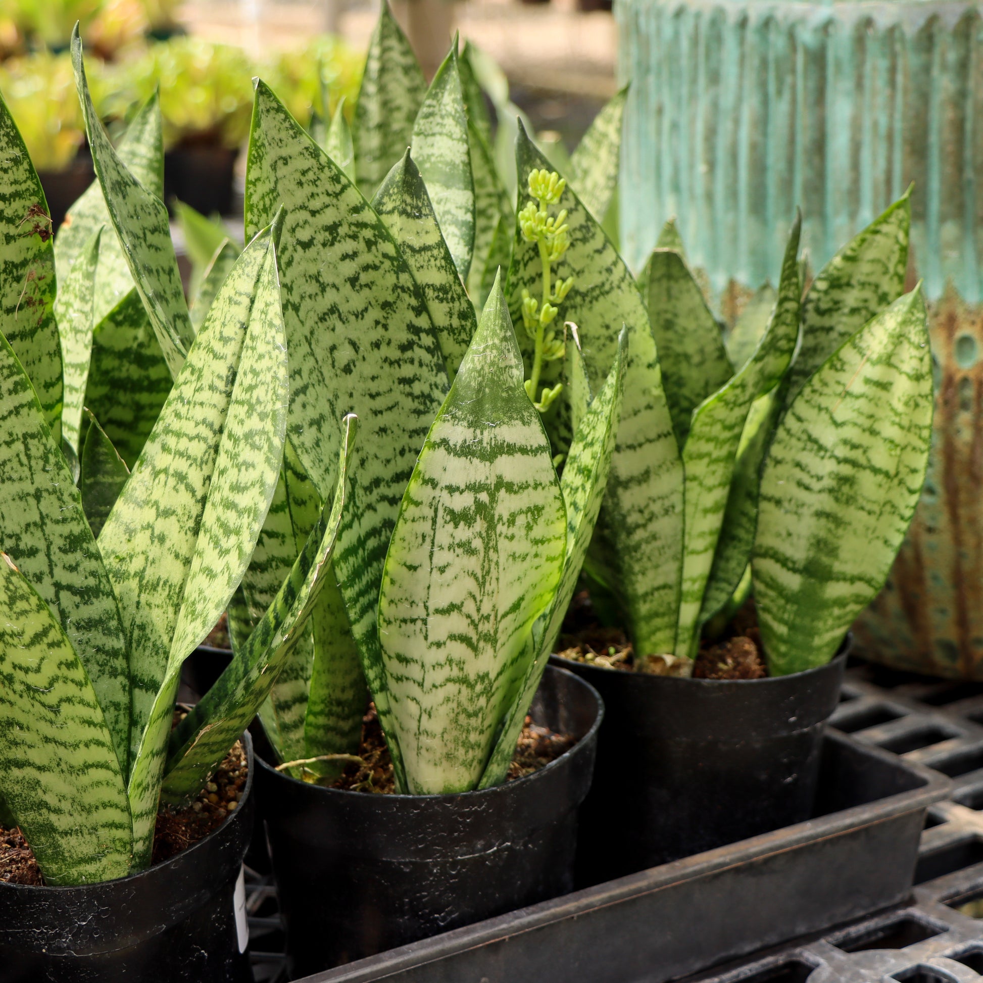 perennial snake plant Sansevieria zeylanica, "Snake Plant"