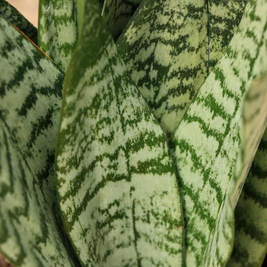 Sansevieria zeylanica, "Snake Plant"