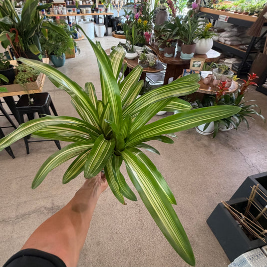 Neoregelia 'Martin'