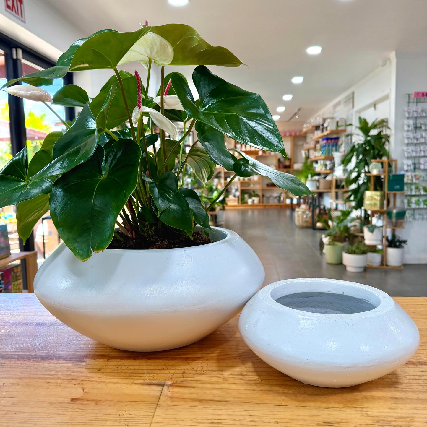 Magnesium Planters