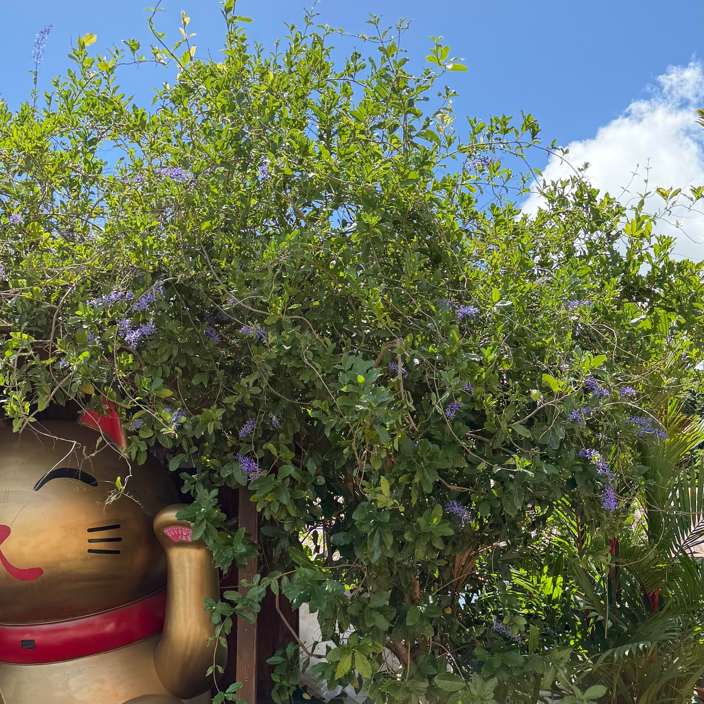 Sandpaper Vine