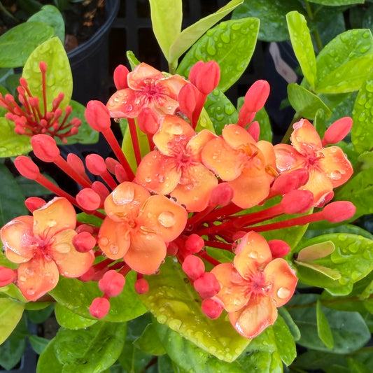 Ixora coccinea 'Maui Red'