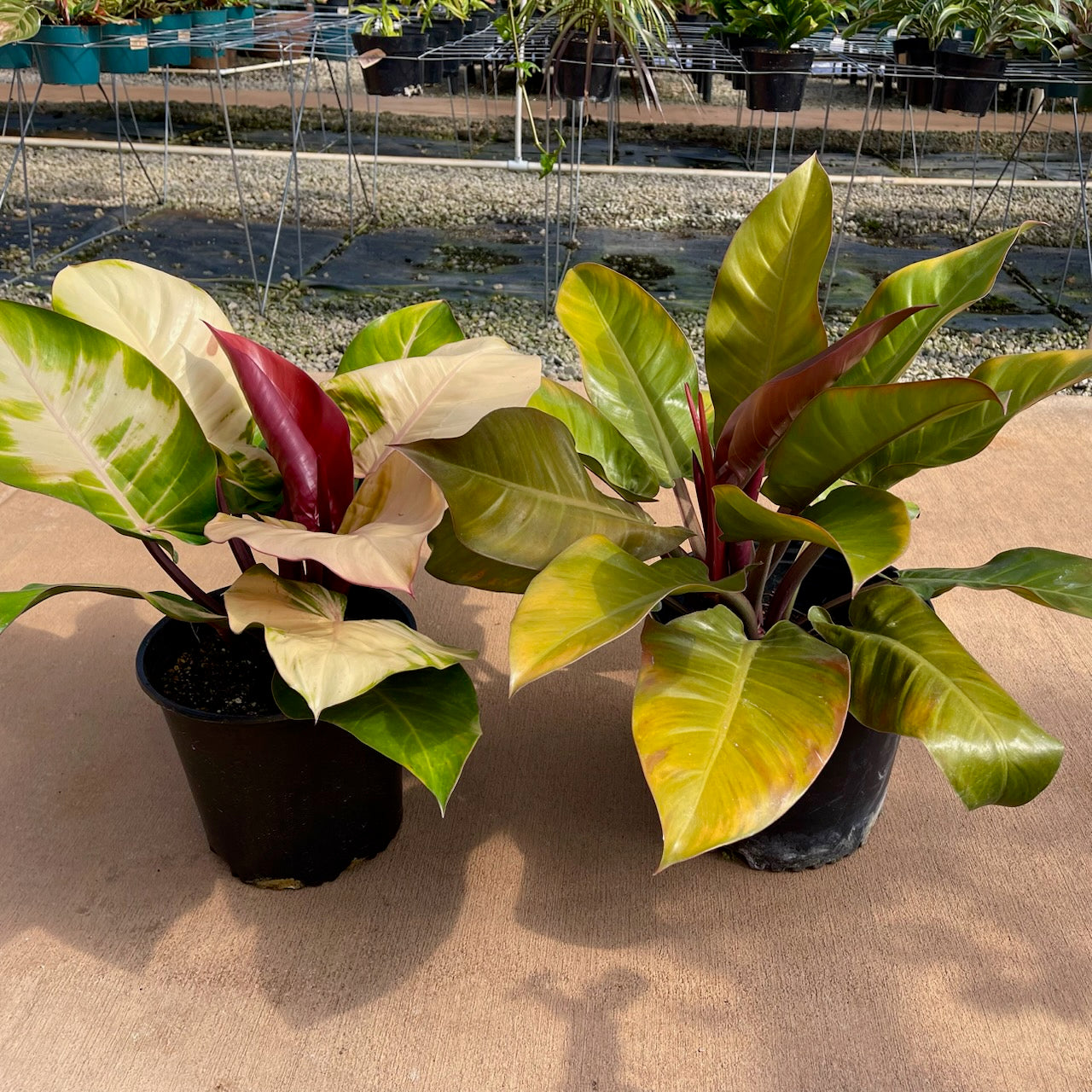 Philodendron 'McColley's Finale'