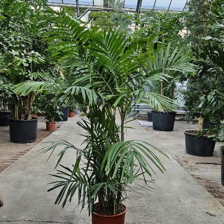 MacArthur Palm