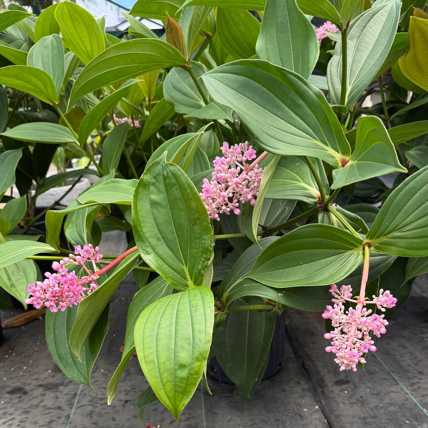Medinilla myriantha, 'Malaysian Orchid'