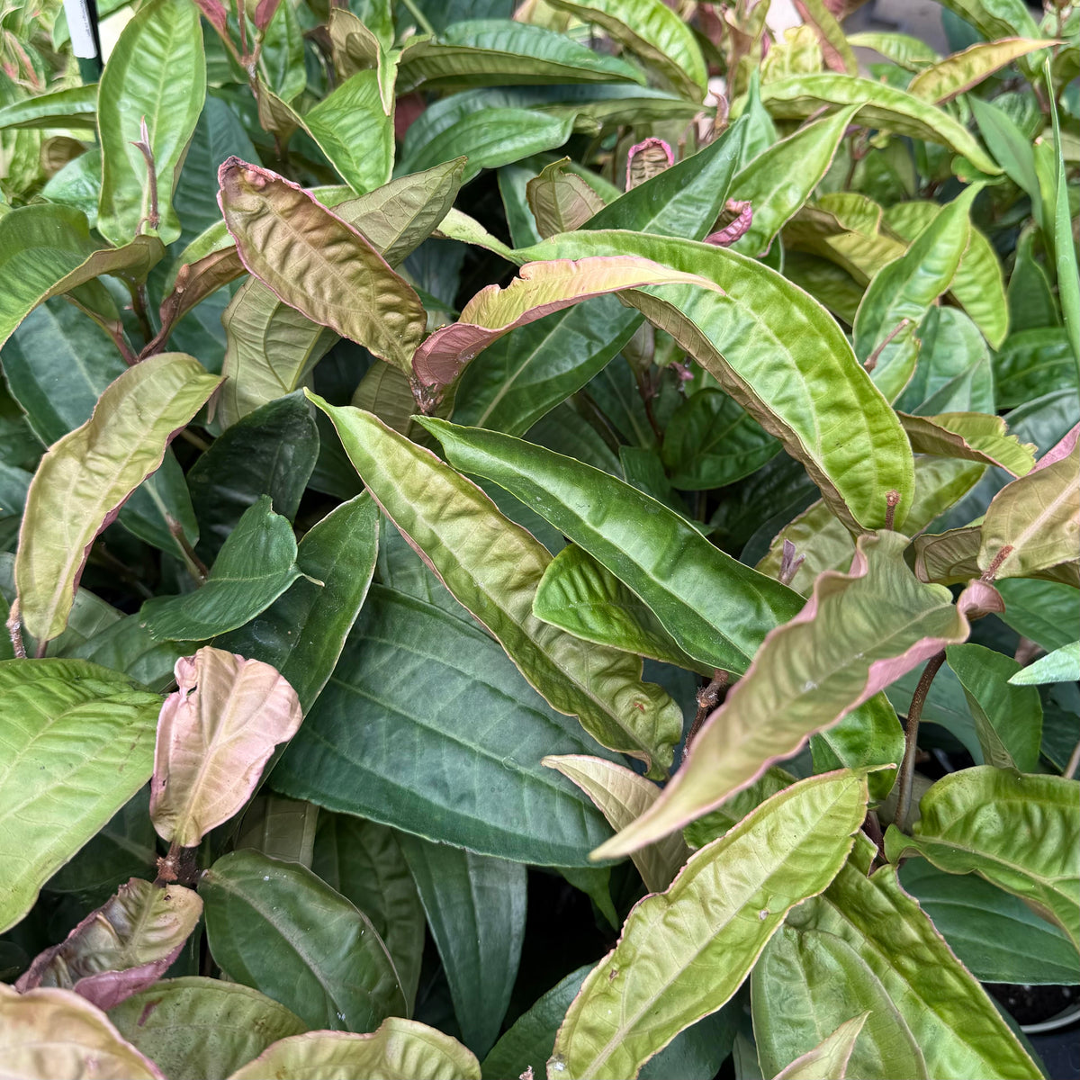 Heteroblemma serpens 'Medinilla serpens'