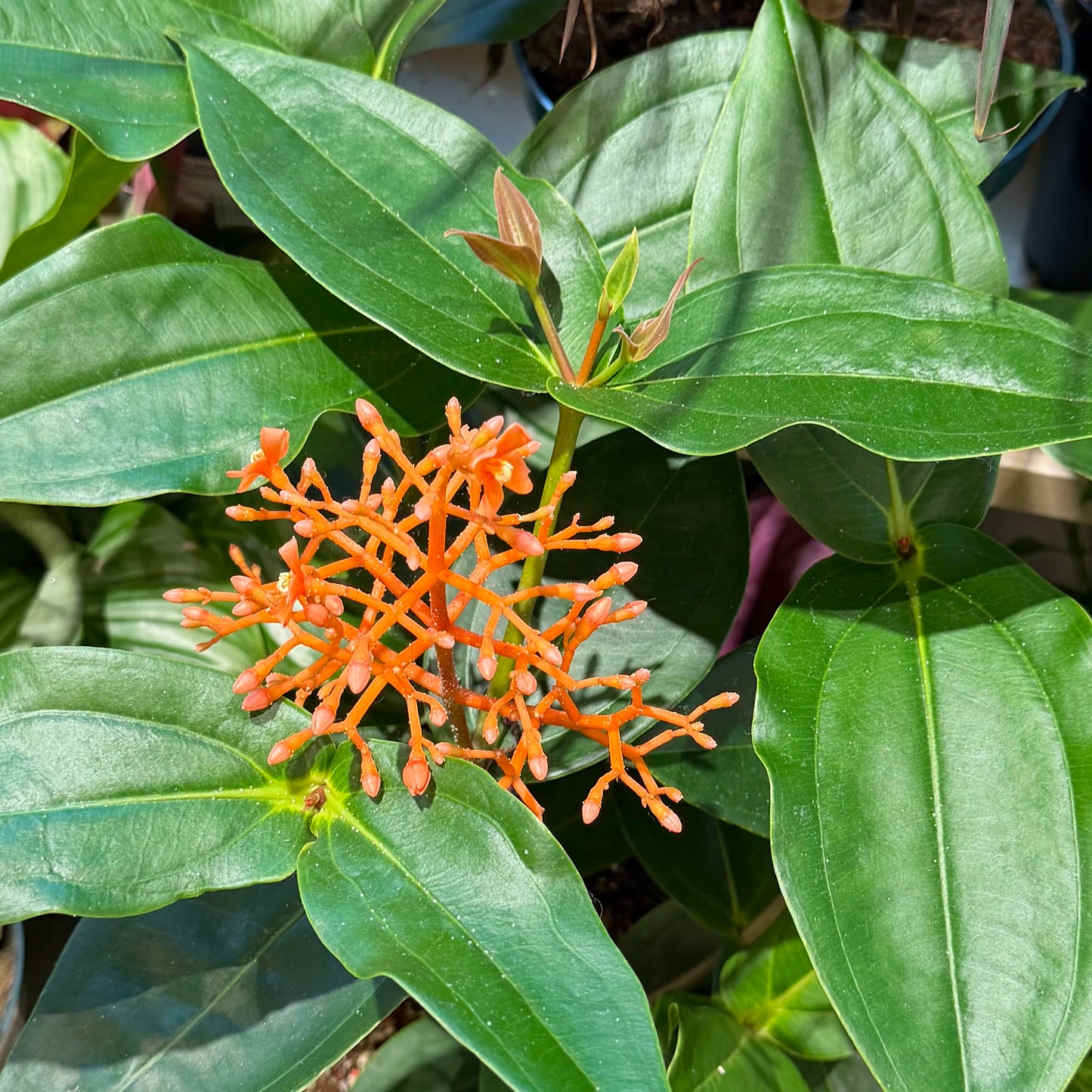 Medinilla scortechinii 'Orange Medinilla'