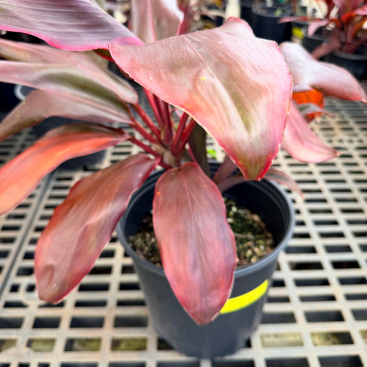Cordyline 'Mele Kalikimaka' (Ti Leaf)