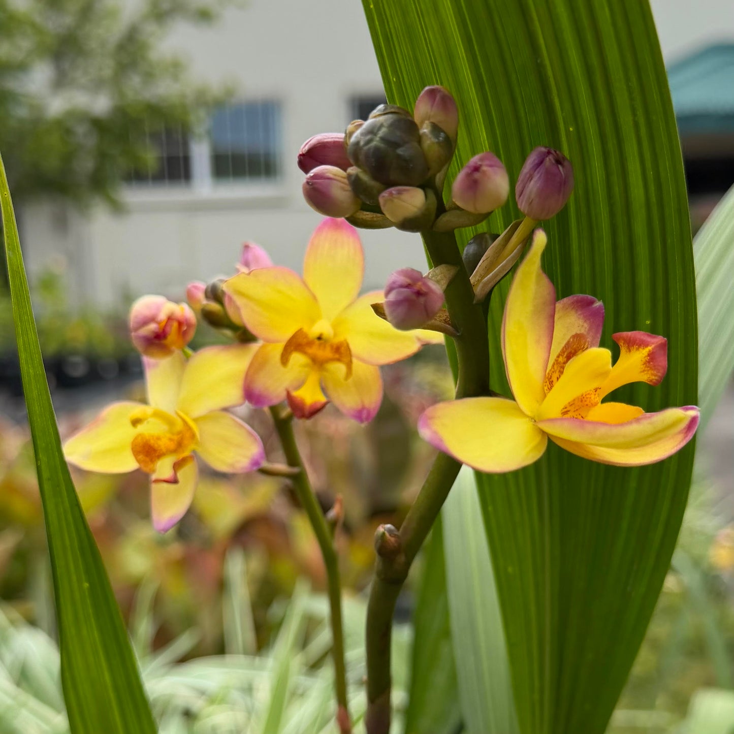 Spathoglottis 'Mello Yellow'