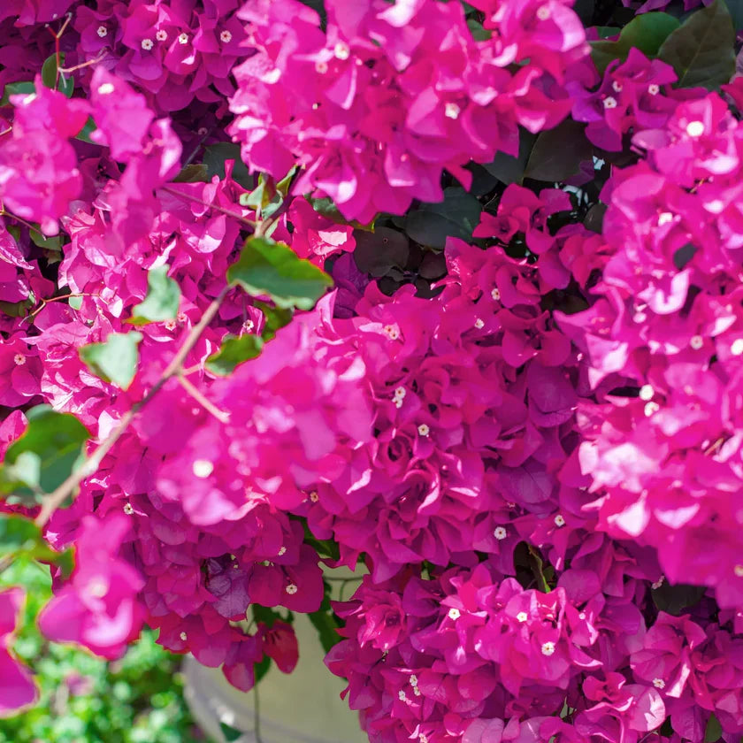 Assorted Bougainvillea