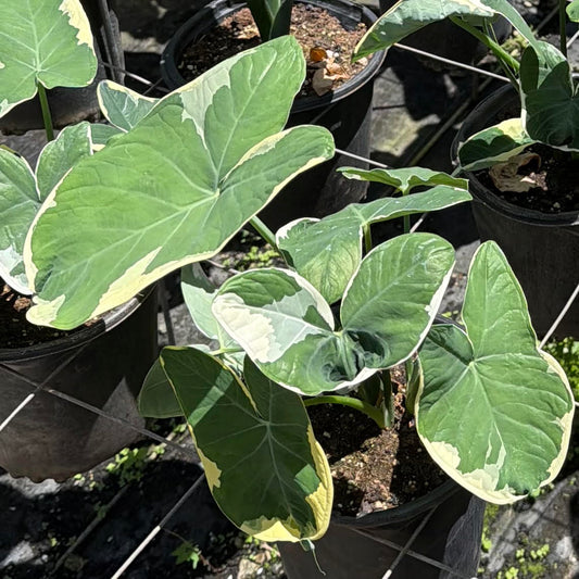Alocasia xanthosoma 'Mickey Mouse' Varigated